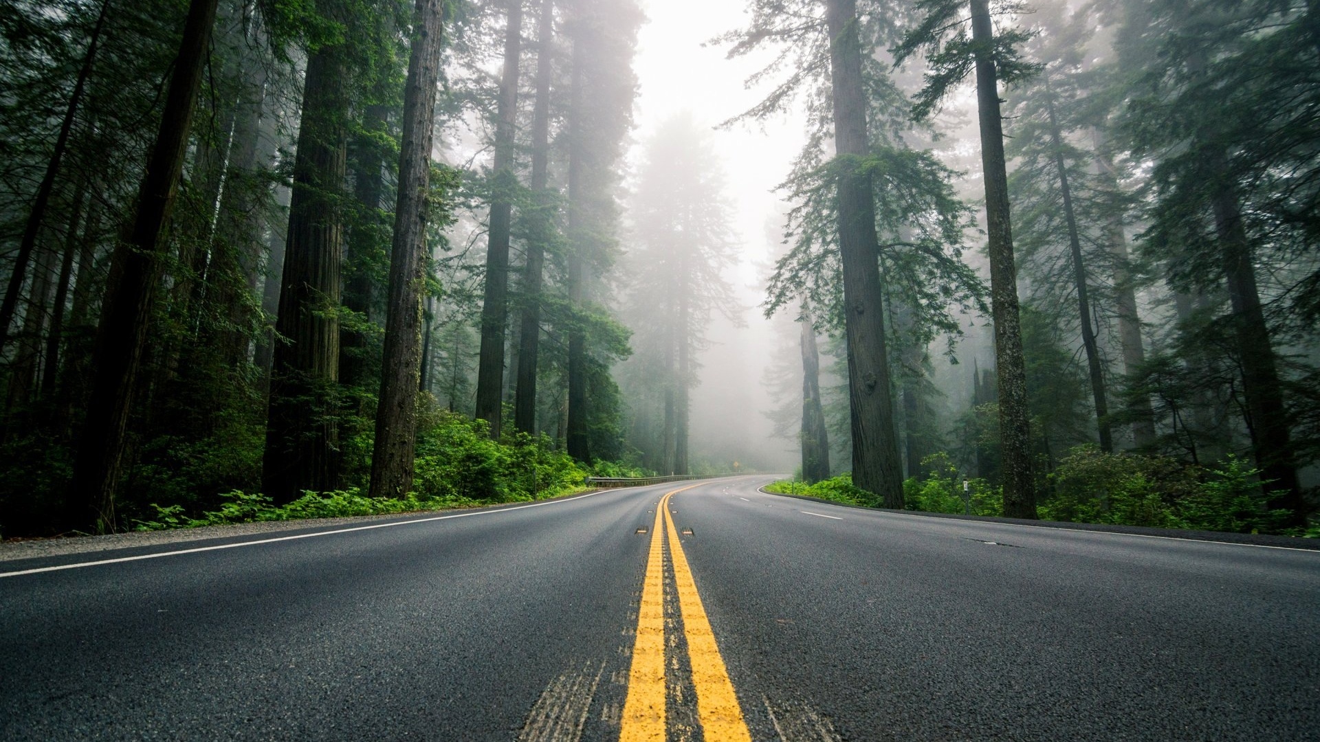 森林道路